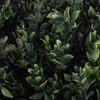 image:imagePure Garden Set of 2 Artificial Trees  5FT Hedyotis Topiary Fake Plants in Weighted Pots  Faux Plants for Indoor Display or Front Porch Decor60 Set of 2