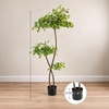 image:imagePure Garden 5FT Artificial Olive Tree Indoor in Weighted Nursery Pot
